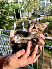 Fluff (Cyberjaya) - Domestic Short Hair Cat