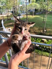 Fluff (Cyberjaya) - Domestic Short Hair Cat