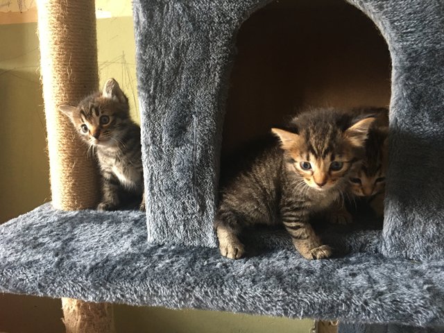 Majestic Mackerel Tabbys - All Adopted - Domestic Medium Hair Cat