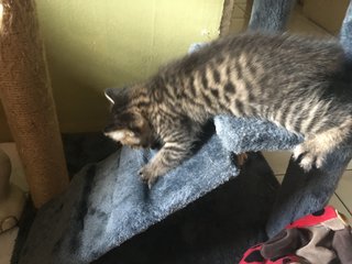 Majestic Mackerel Tabbys - All Adopted - Domestic Medium Hair Cat