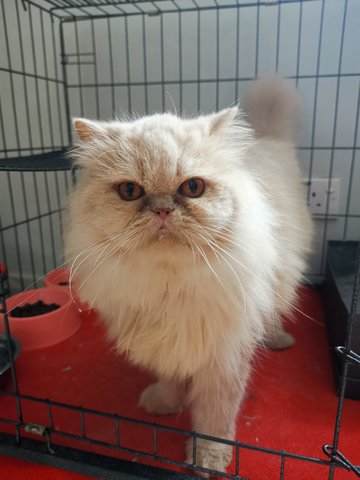 Lilo - Persian Cat