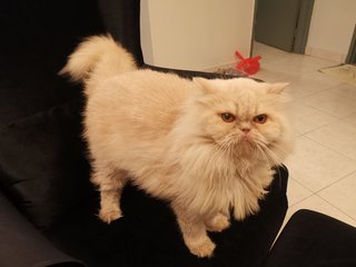 Lilo - Persian Cat