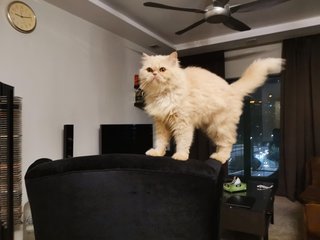 Lilo - Persian Cat