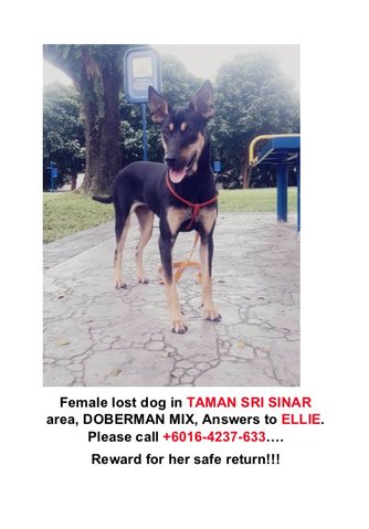 Ellie - Doberman Pinscher Mix Dog