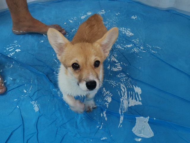 Tang Tang - Corgi Dog