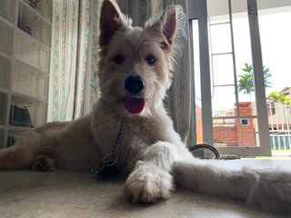 Bruno - Terrier Mix Dog