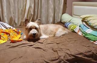Bruno - Terrier Mix Dog