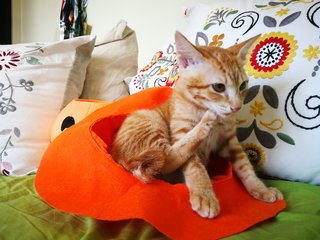 Oj (Orange Juice) - Domestic Short Hair Cat