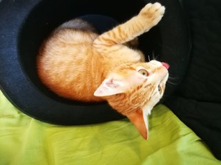 Oj (Orange Juice) - Domestic Short Hair Cat