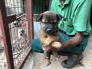 Boreas - Mixed Breed Dog