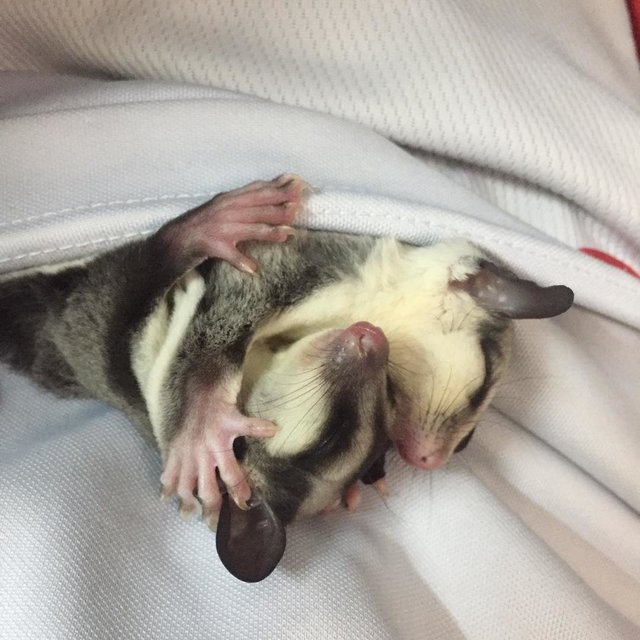 Ha Mai And Puku - Sugar Glider Small & Furry