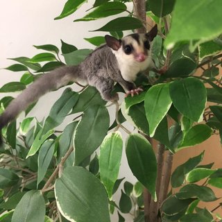 Ha Mai And Puku - Sugar Glider Small & Furry