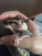 Ha Mai And Puku - Sugar Glider Small & Furry