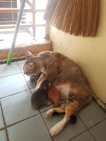 Domesticated Family Cat - Oriental Short Hair Cat