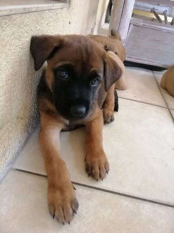 Mocha - Mixed Breed Dog