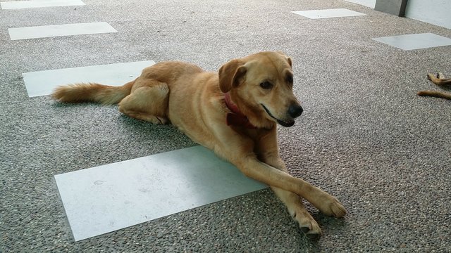 Goldie Golden Mix Breed - Mixed Breed Dog