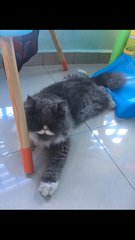 Wafer - Persian Cat