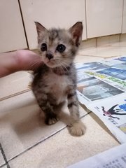 I'm second of the three little kittens! I hope I can find a place called home and I will make the ho