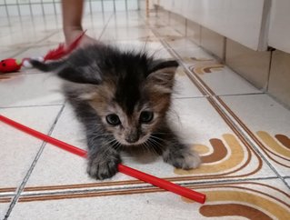 I'm the largest among three little kittens! I have longer fur and I hope you like me. In return, I w