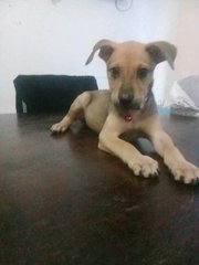 Simba  - Mixed Breed Dog