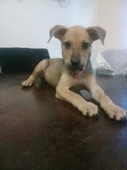 Simba  - Mixed Breed Dog