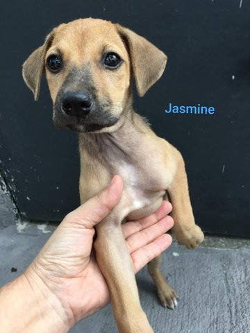 Jasmine - Mixed Breed Dog