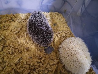 Cookie And Pepper - Hedgehog Small & Furry