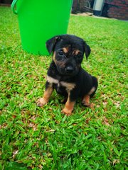 Bobo - Mixed Breed Dog