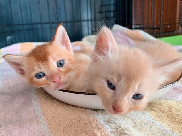 Bunny &amp; Cheese - Domestic Short Hair Cat