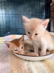 Bunny &amp; Cheese - Domestic Short Hair Cat