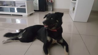 Kushi - Rottweiler Mix Dog