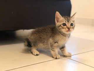 Snowy - Domestic Short Hair Cat