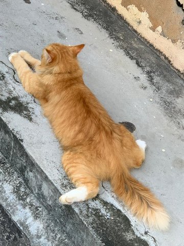 Baby Arjun - Persian + Maine Coon Cat