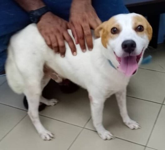 Handsome - Jack Russell Terrier Mix Dog