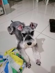 Gatsby  - Schnauzer Dog