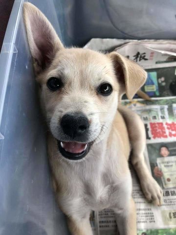 Female Puppy In Perak - Mixed Breed Dog