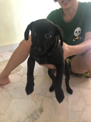 Tonny - Labrador Retriever Mix Dog