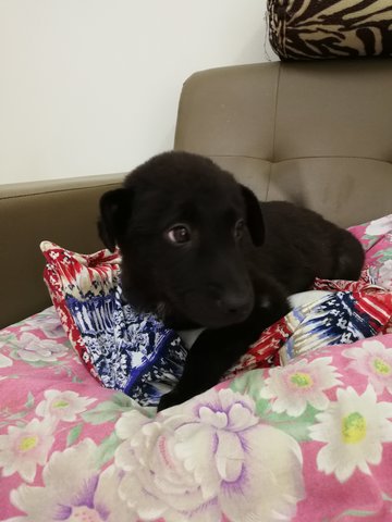 Tonny - Labrador Retriever Mix Dog