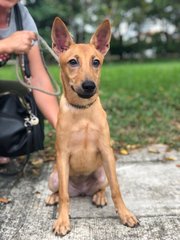 Heidi - Shepherd Mix Dog