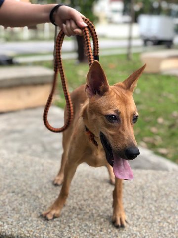 Heidi - Shepherd Mix Dog