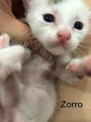 Zorro