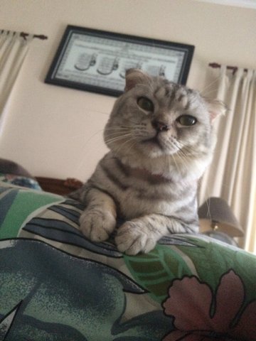 Binggo - Scottish Fold Cat