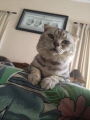 scottish fold