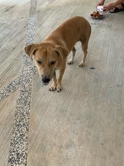 Brownie (For Adoption) - Mixed Breed Dog