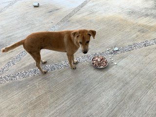 Brownie (For Adoption) - Mixed Breed Dog