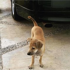 Brownie (For Adoption) - Mixed Breed Dog