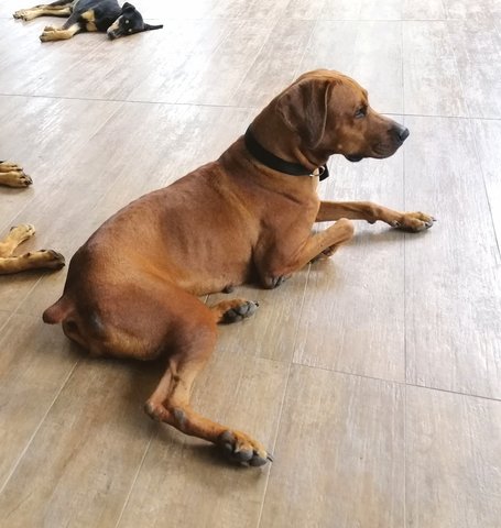 Bobo - Rhodesian Ridgeback Mix Dog