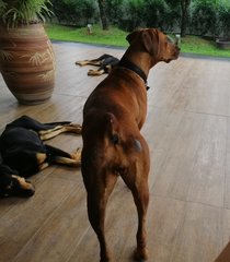 Bobo - Rhodesian Ridgeback Mix Dog