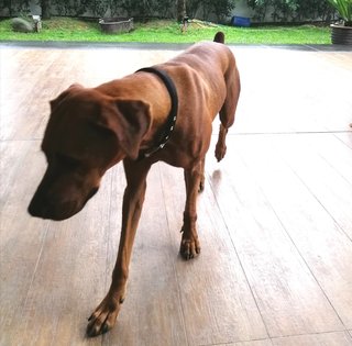 Bobo - Rhodesian Ridgeback Mix Dog