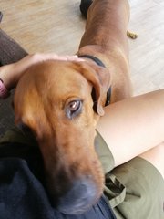 Bobo - Rhodesian Ridgeback Mix Dog